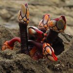 Gooseneck Barnacles
