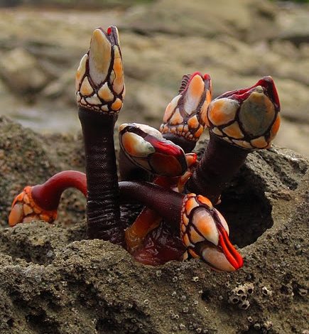 Gooseneck Barnacles: Seafood Ekstrem & Kuliner Mewah Dunia