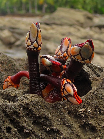 Gooseneck Barnacles: Seafood Ekstrem & Kuliner Mewah Dunia